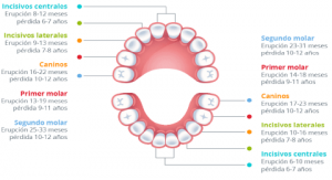 cronología erupción dental temporal